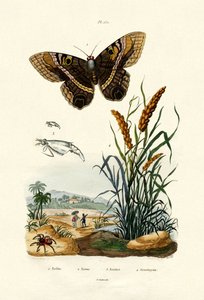 Mariposa de French School
